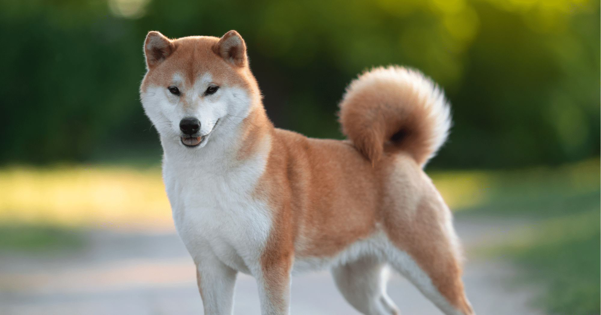 Shiba Inu: il cane giapponese dal carattere indipendente