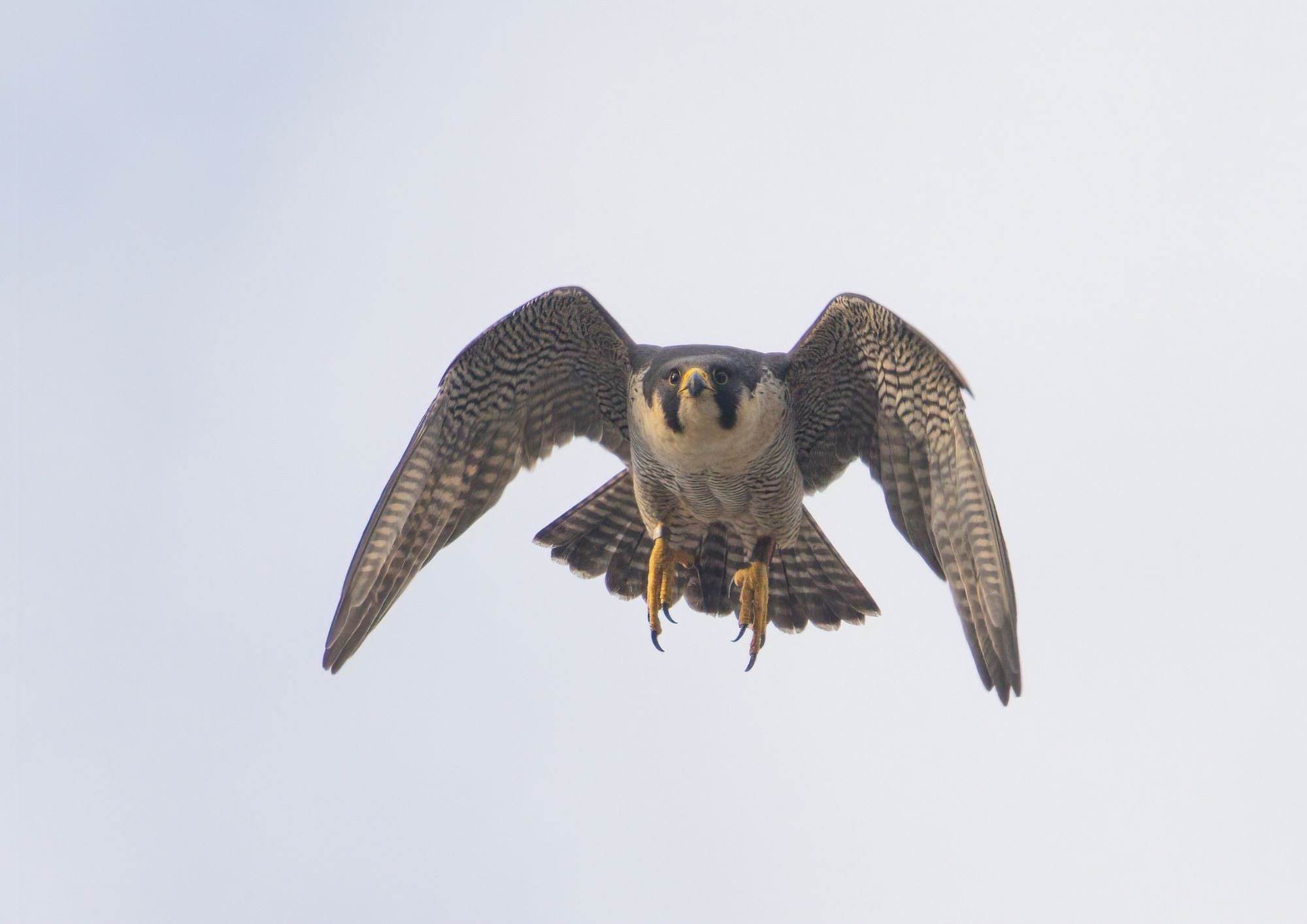 Fauna del Parco Nazionale del Cilento in inverno: cosa succede quando arrivano freddo e pioggia