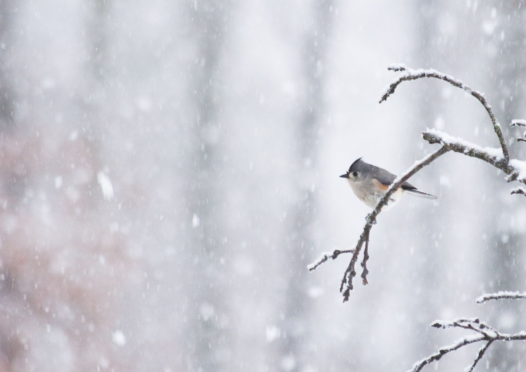 Come aiutare gli uccellini a superare l’inverno: piccoli gesti per proteggerli dal freddo