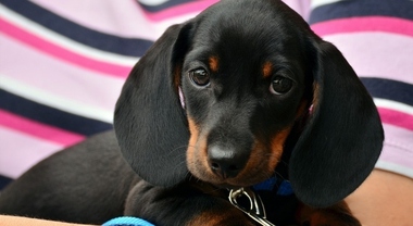 Cinque gesti che i cani fanno ogni giorno (e cosa ci stanno davvero dicendo)