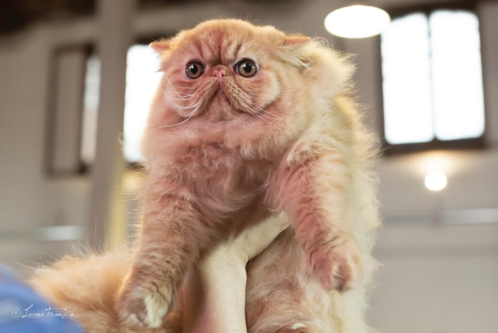 Centinaia di gatti di razza provenienti da tutta Europa in Cilento per l’esposizione felina ‘Paestum Cat Show’