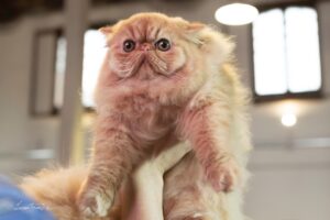 Centinaia di gatti di razza provenienti da tutta Europa in Cilento per l’esposizione felina ‘Paestum Cat Show’