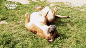 Mediaset, con Maria De Filippi la TV che promuove l’adozione dei cani dei canili