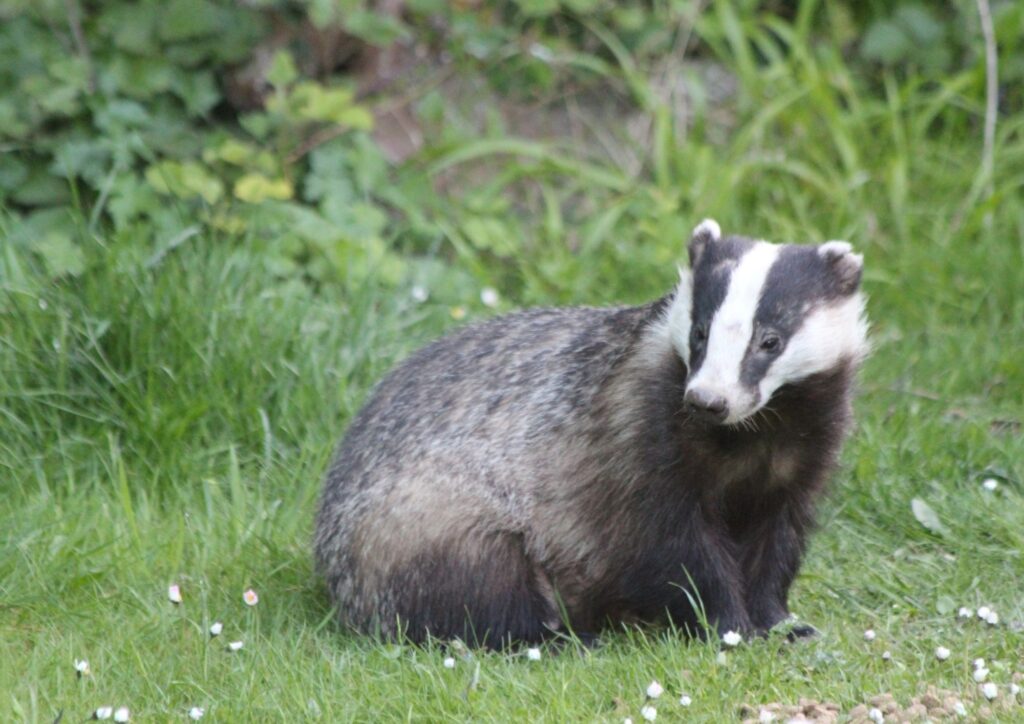 Il tasso, il grande notturno dei boschi: un animale da proteggere