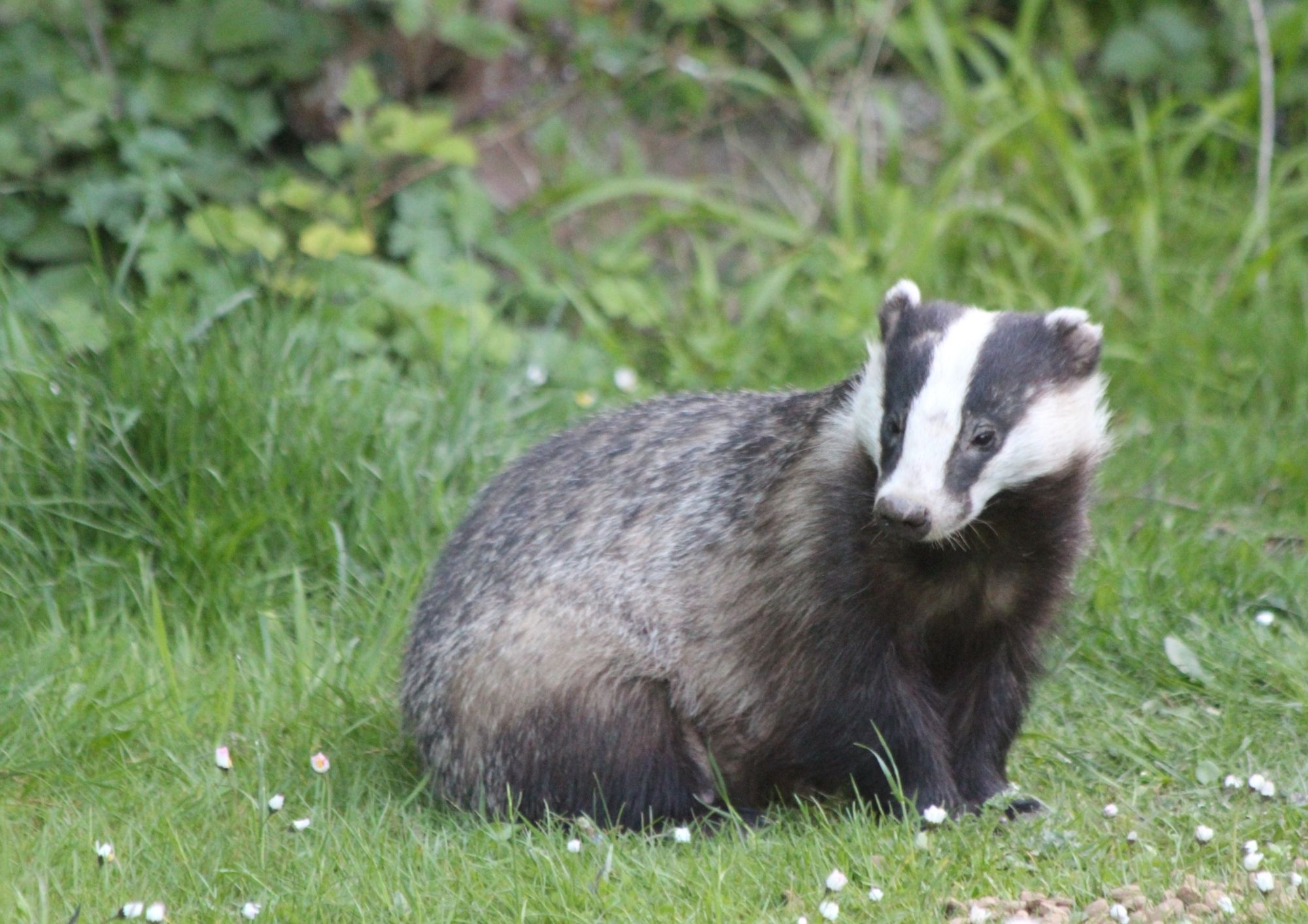 Il tasso, il grande notturno dei boschi: un animale da proteggere