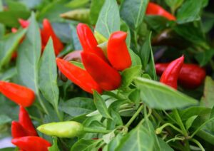 Peperoncino, il fuoco che racconta il mondo: cinque ricette da provare