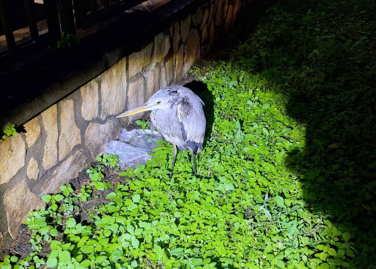 Salvato un airone cenerino in difficoltà: uccello trasferito per le cure al Cras
