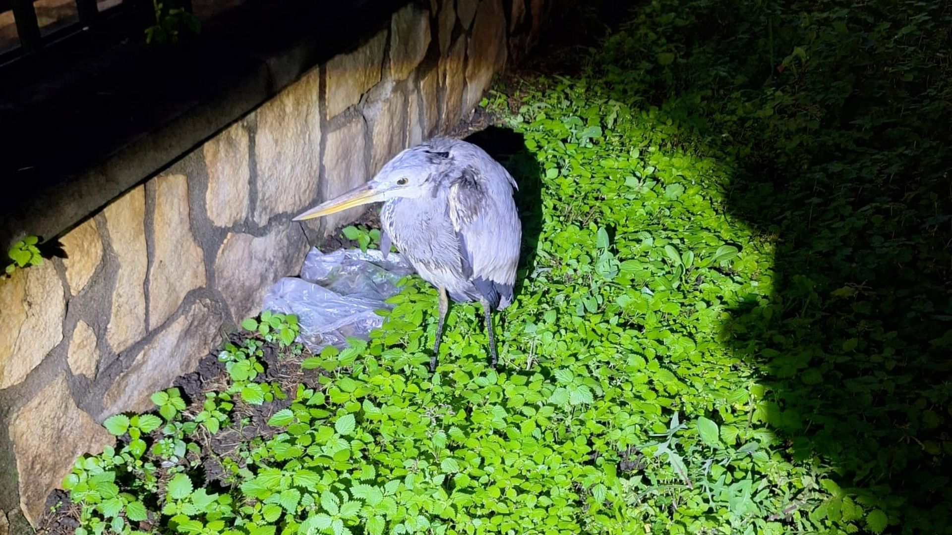 Recuperato un airone cenerino nel parco urbano di San Marzano sul Sarno