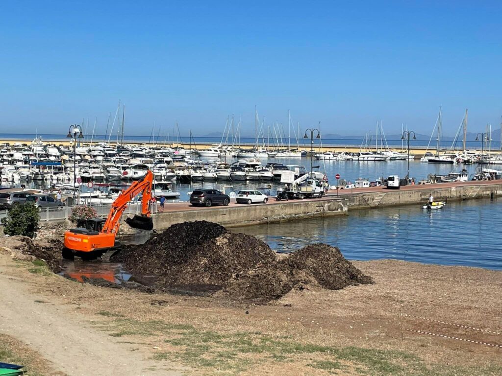Gestione della posidonia ad Agropoli: via libera a un piano da 500mila euro tra tutela ambientale e ricerca