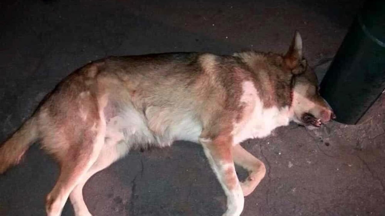 Malore per lo spavento dei botti, morto un cane a Salerno