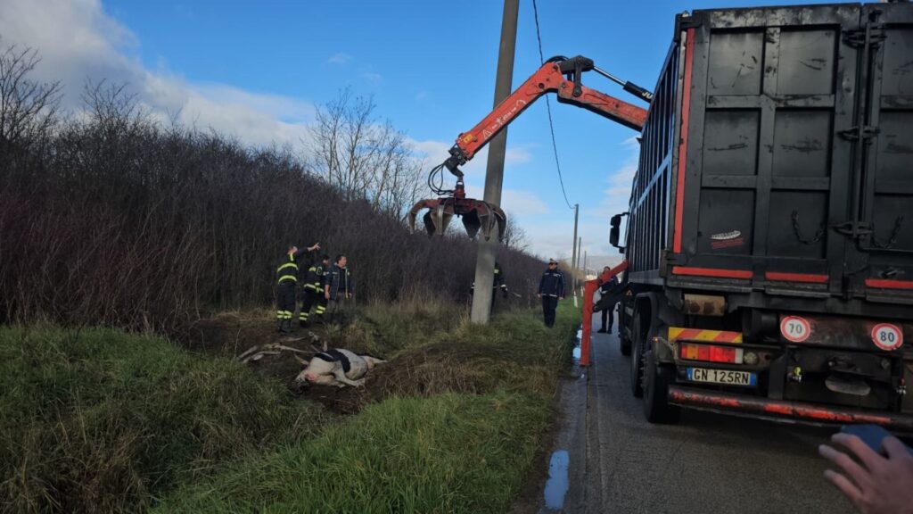 Cavalla rischia di annegare a Polla: salvata dai vigili del fuoco