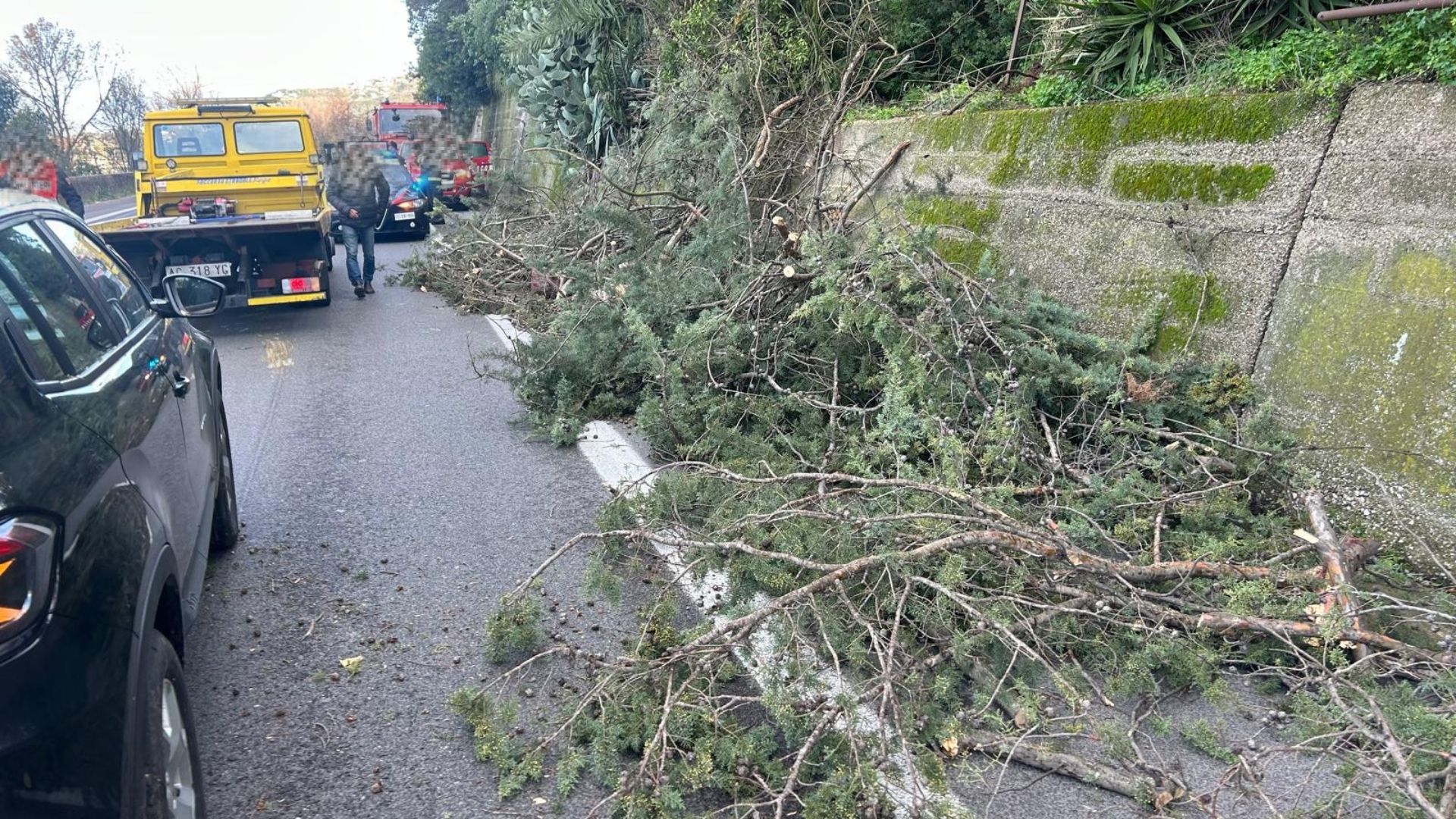 Vento forte sulla Cilentana, albero cade su un’auto in transito