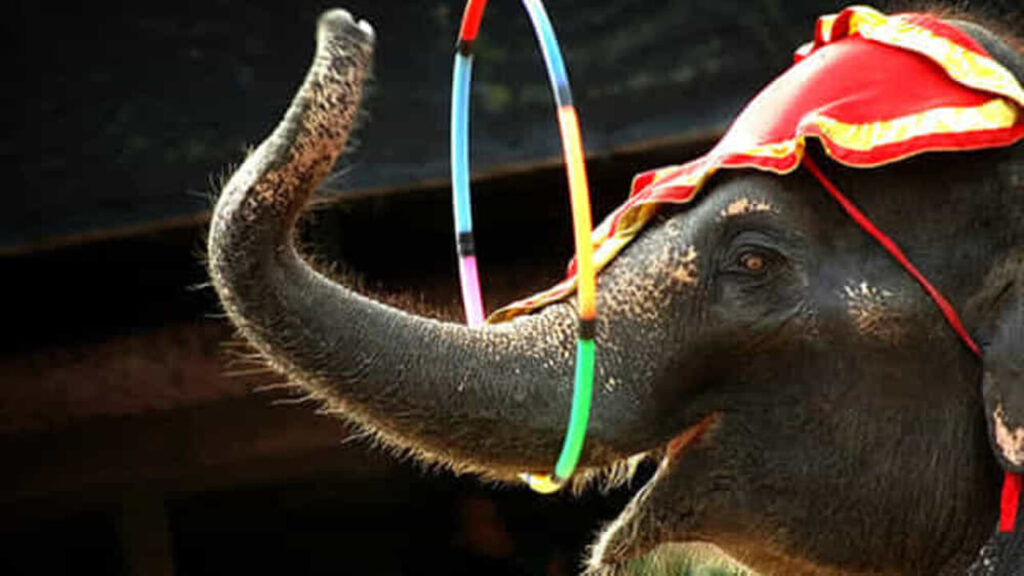 Animali nei circhi e negli spettacoli: a che punto siamo