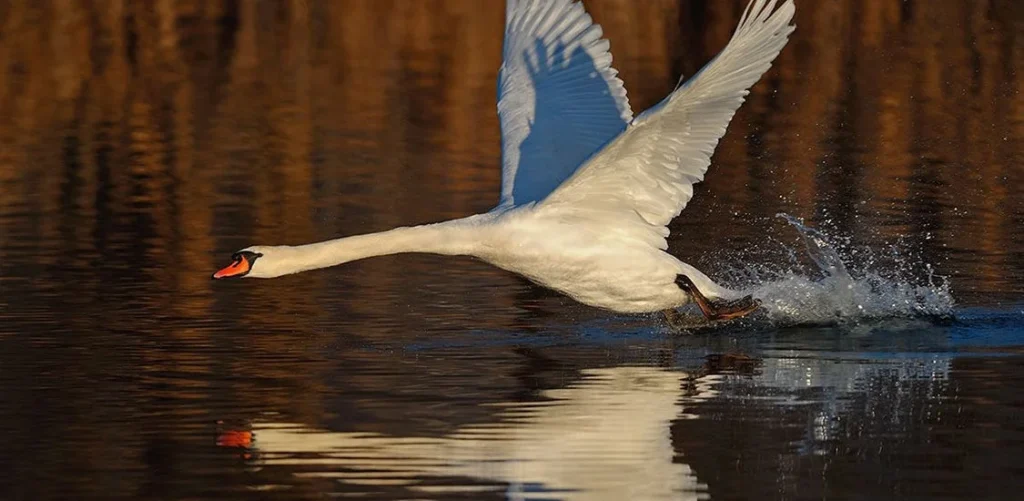 Rari cigni reali avvistati a Foce Sele: uno spettacolo della natura