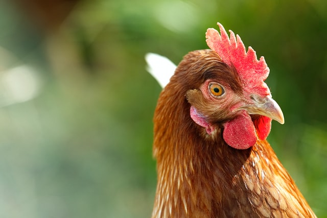 “Hai il cervello di gallina”: ecco perché non è un’offesa”