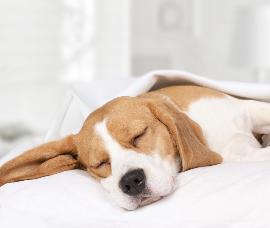 Cosa sognano gli animali? Quando il sonno diventa una finestra sulla loro mente