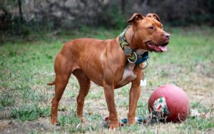 Bimbo di un anno ferito dal pitbull di famiglia: ricoverato al Santobono
