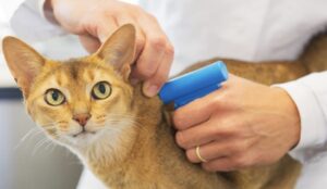 Microchip e anagrafe canina: le regole per identificare cani e gatti e le sanzioni per i trasgressori