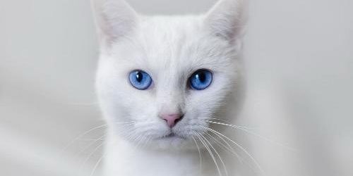 Il gatto bianco: caratteristiche, curiosità e consigli per chi ama il felino candido