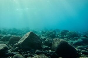 Le nuove specie del 2025: le forme di vita che emergono mentre il pianeta cambia