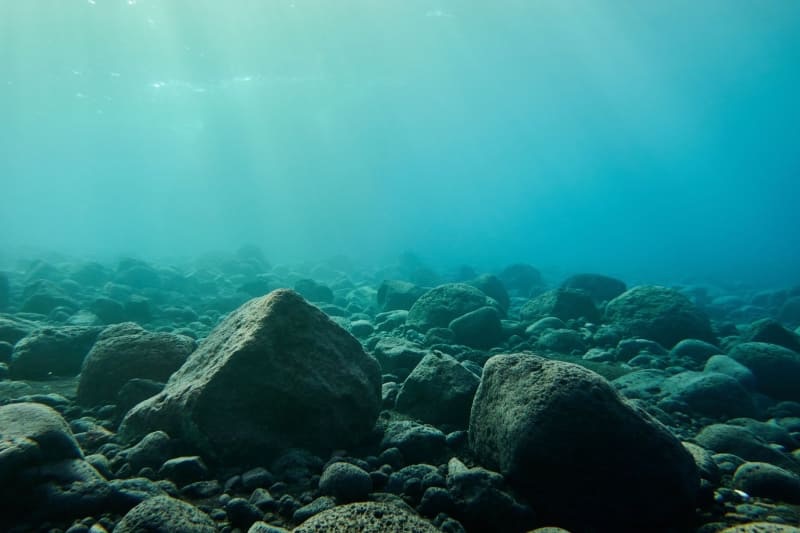 Le nuove specie del 2025: le forme di vita che emergono mentre il pianeta cambia