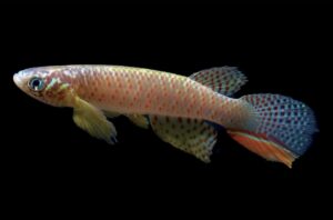 Ritrovato dopo 20 anni: il pesce “estinto” in Bolivia