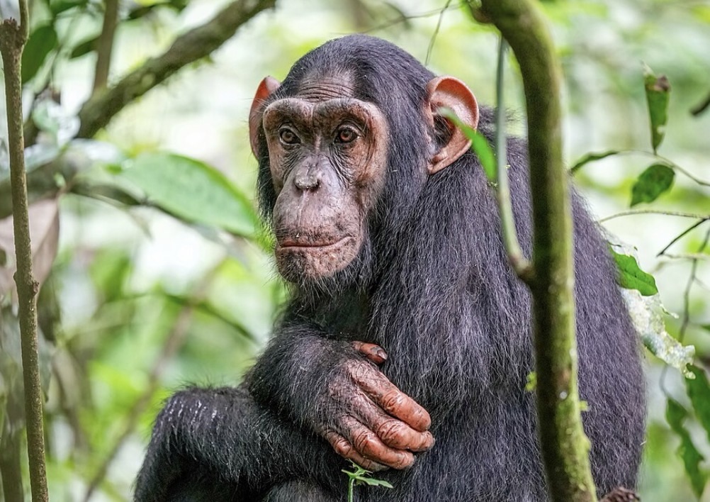 Record del regno animale: i campioni di velocità, intelligenza e resistenza