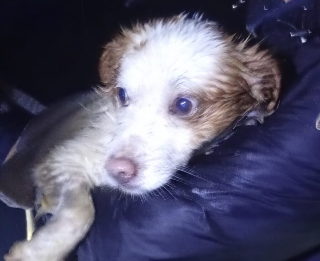 Lieto fine per Enea, il cane finito in un burrone e salvato a Castellabate