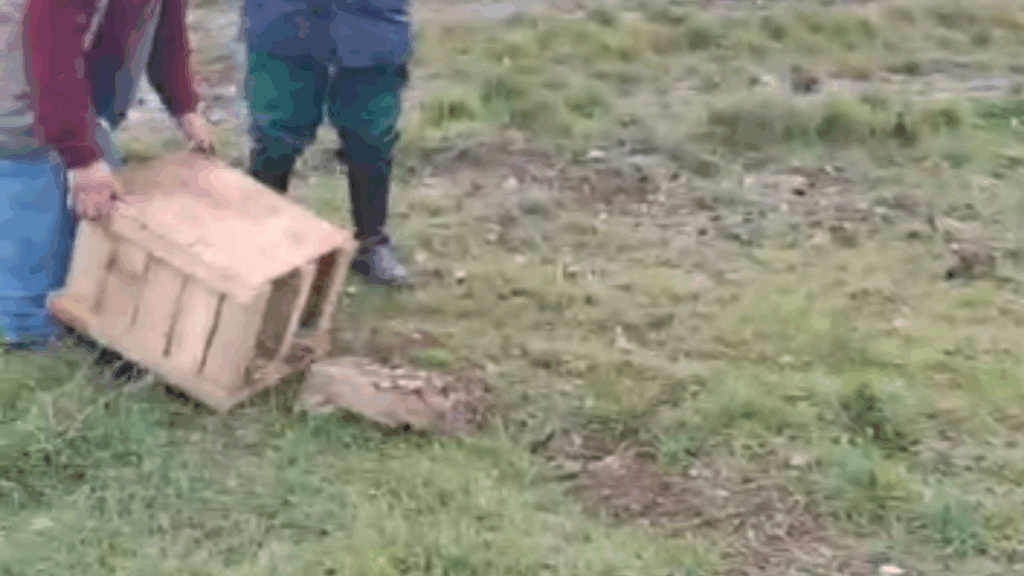 Lepri reintrodotte nel Vallo di Diano: intervento di ripopolamento faunistico