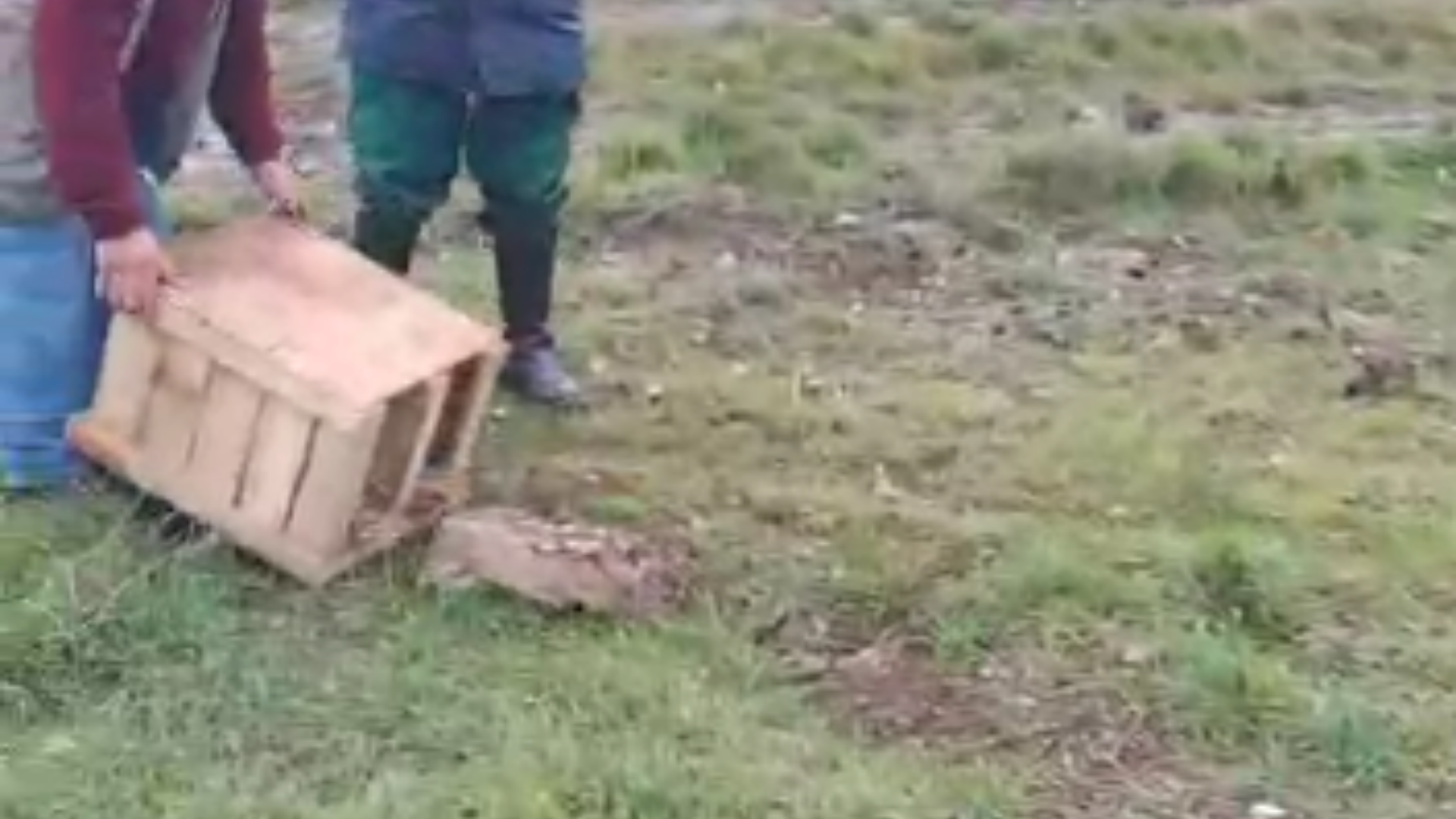 Lepri reintrodotte nel Vallo di Diano: intervento di ripopolamento faunistico tra Atena Lucana e Sala Consilina