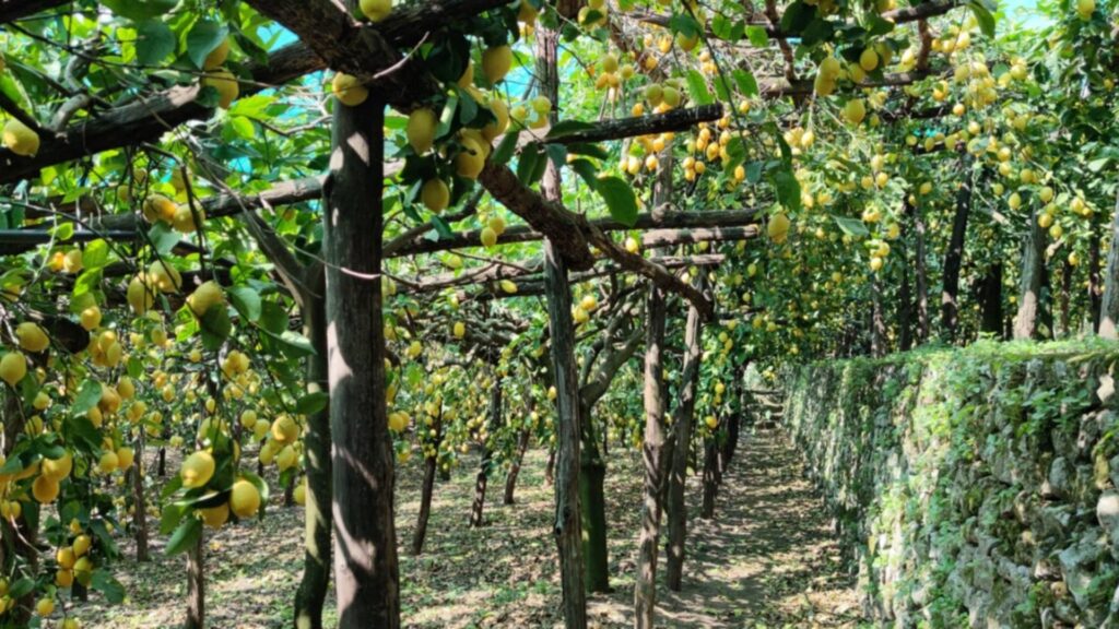Amalfi: 150 mila euro di finanziamenti a fondo perduto per l’agricoltura
