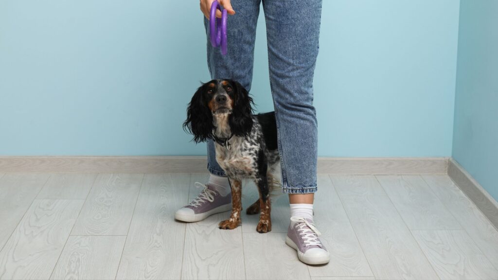 Lotta al randagismo, il distretto sanitario 72 senza personale: disagi per volontari e comuni