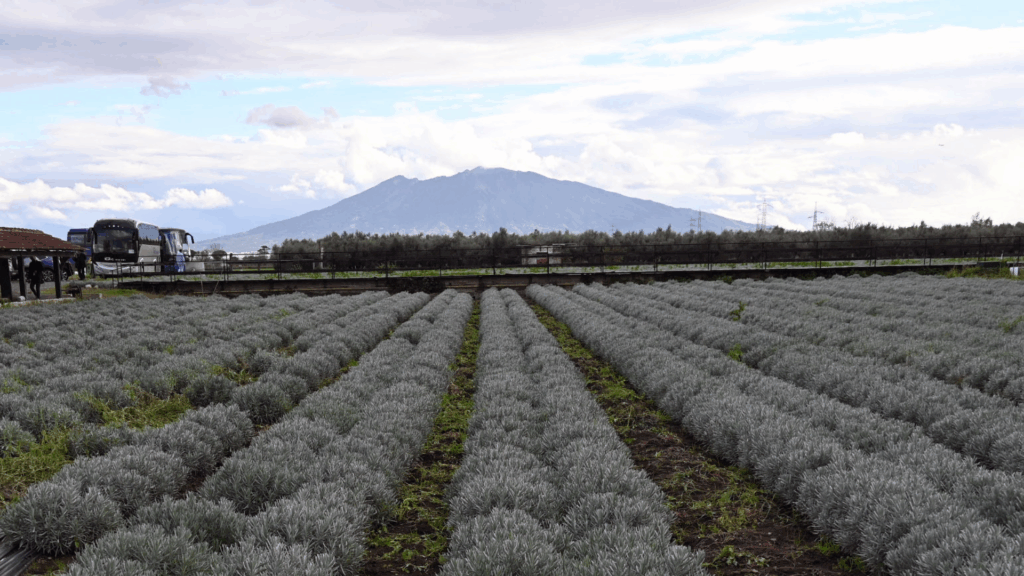 Coldiretti Campania soddisfatta: dal decreto flussi in arrivo 6.217 lavoratori agricoli
