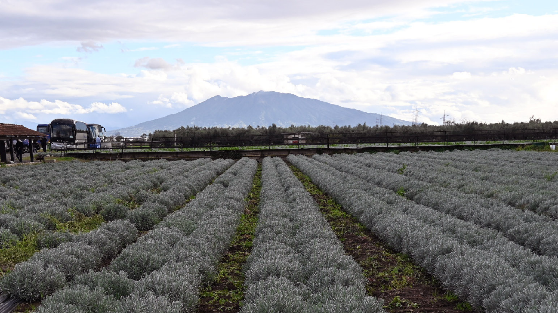Coldiretti Campania soddisfatta: dal decreto flussi in arrivo 6.217 lavoratori agricoli
