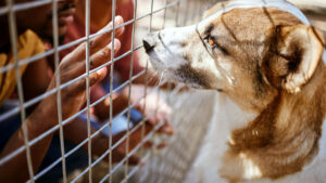 Come diventare volontario nei rifugi per animali in Italia: guida pratica