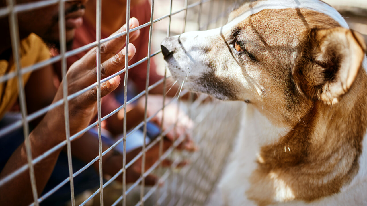 Come diventare volontario nei rifugi per animali in Italia: guida pratica