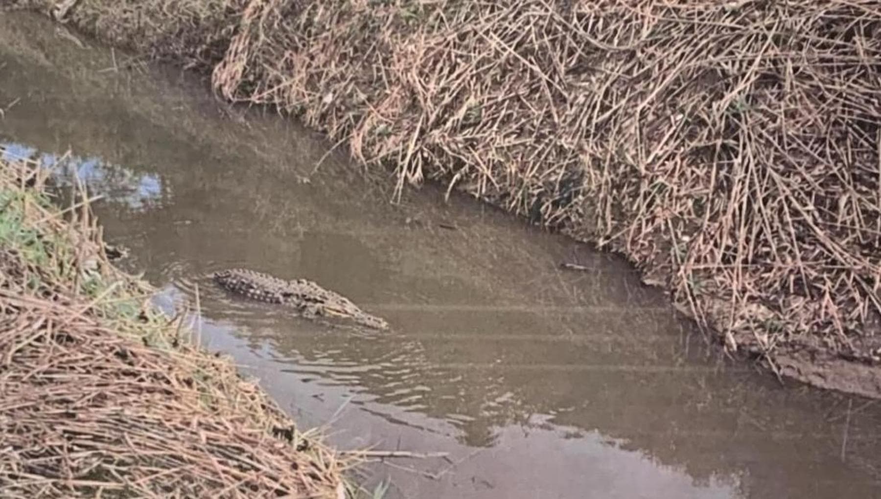 Alligatore a Capaccio Paestum, nessuna traccia dopo 48 ore: cosa rischia chi ha diffuso la foto