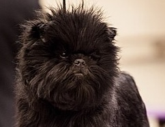 Affenpinscher: il piccolo gigante dal cuore coraggioso