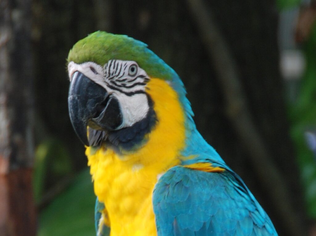 Pappagalli in casa: cosa sapere prima di adottarli e come curarli