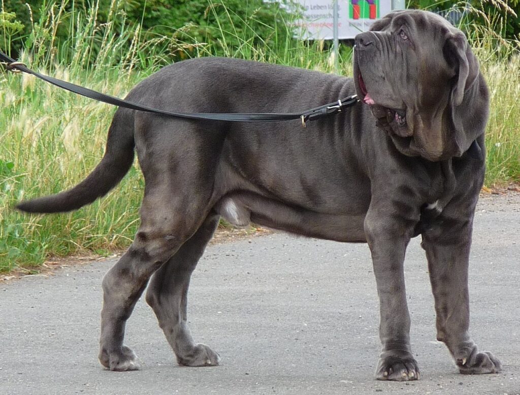 Mastino Napoletano, il gigante gentile che racconta la storia del Sud