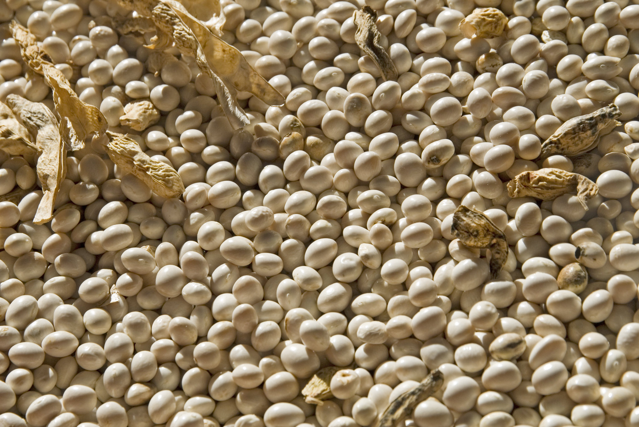 Giornata mondiale dei legumi, torna la campagna di Slow Food Italia ‘Aggiungi un legume a tavola’