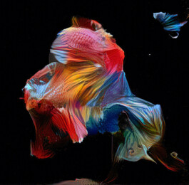 Arte e intelligenza artificiale: il caso di Sofia Crespo e la nuova frontiera della creatività generativa