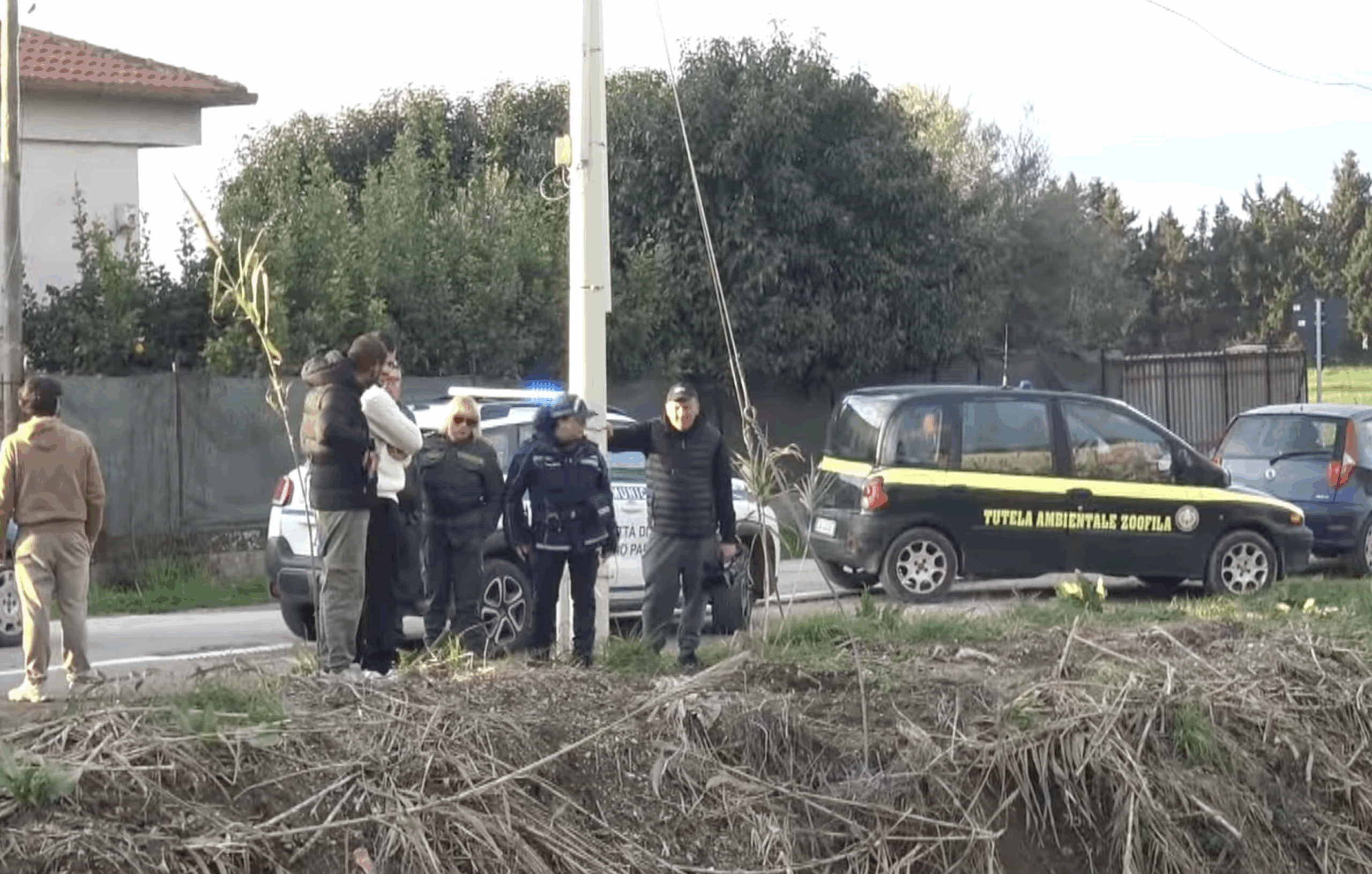 Alligatore a Capaccio Paestum, spunta ipotesi IA: esche mangiate ma il “giallo” resta aperto