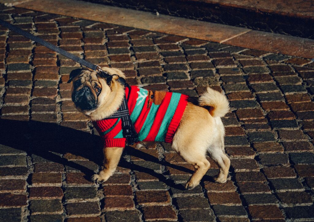Cappottini sì o no? Quando proteggere un animale diventa (quasi) un errore