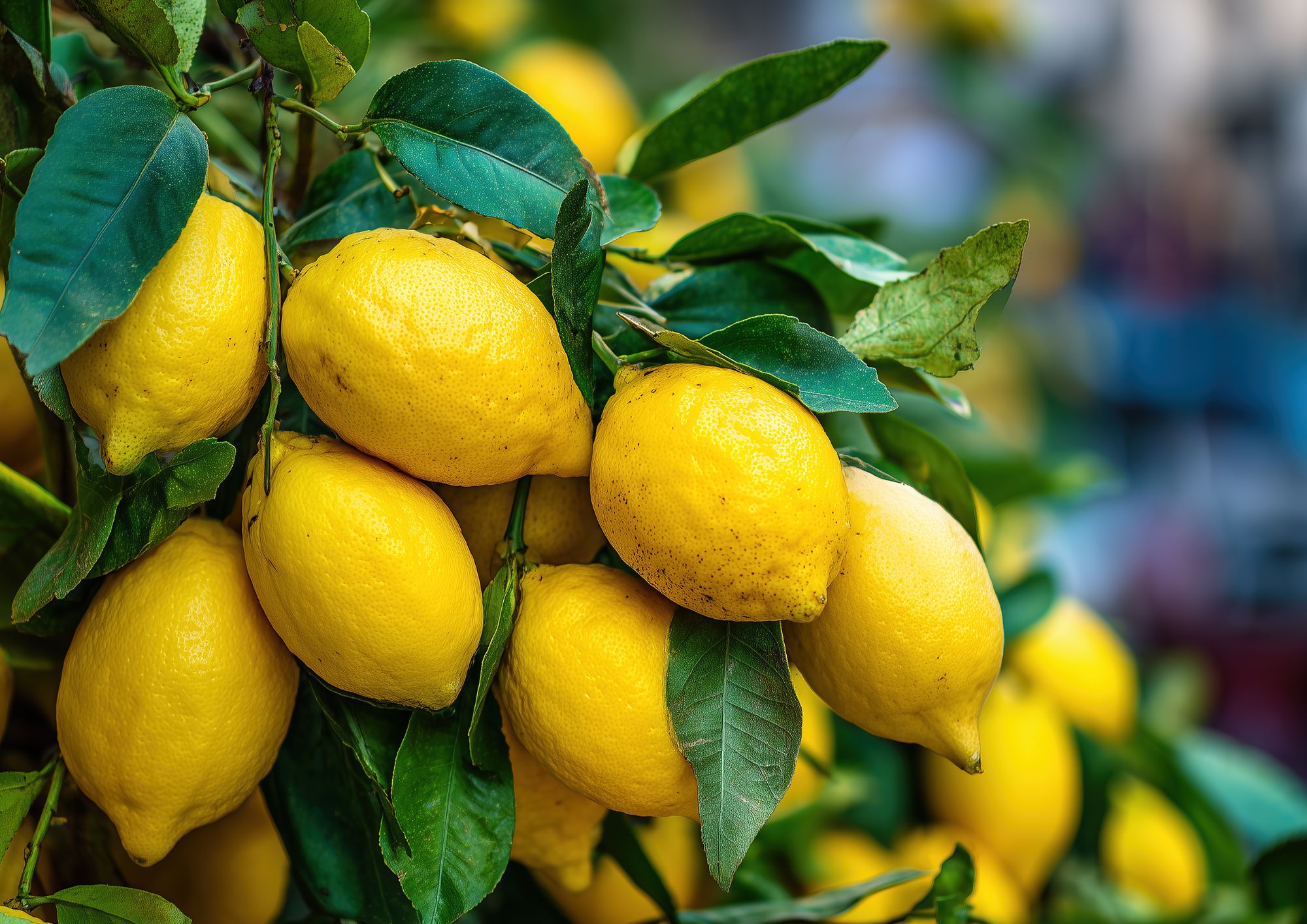 Limoni della Costiera Amalfitana: come vengono trasformati in dolci e specialità
