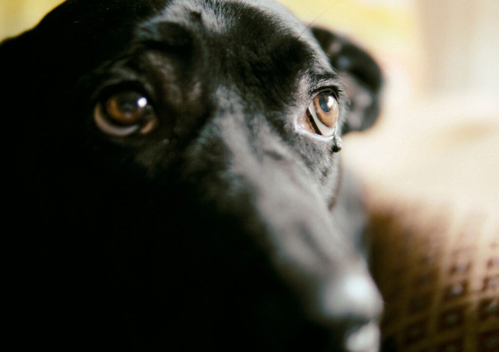 Cosa rischia penalmente chi uccide un animale e quali sono le leggi in Italia