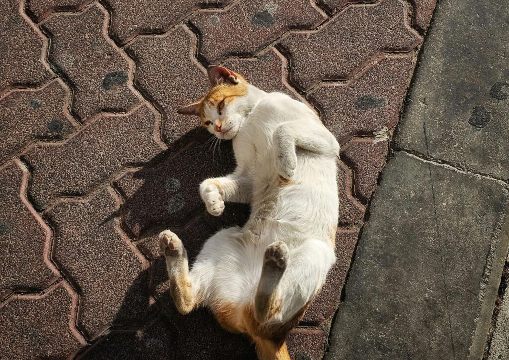 Gatto in amore e odori in giardino: perché succede e come evitare le puzze