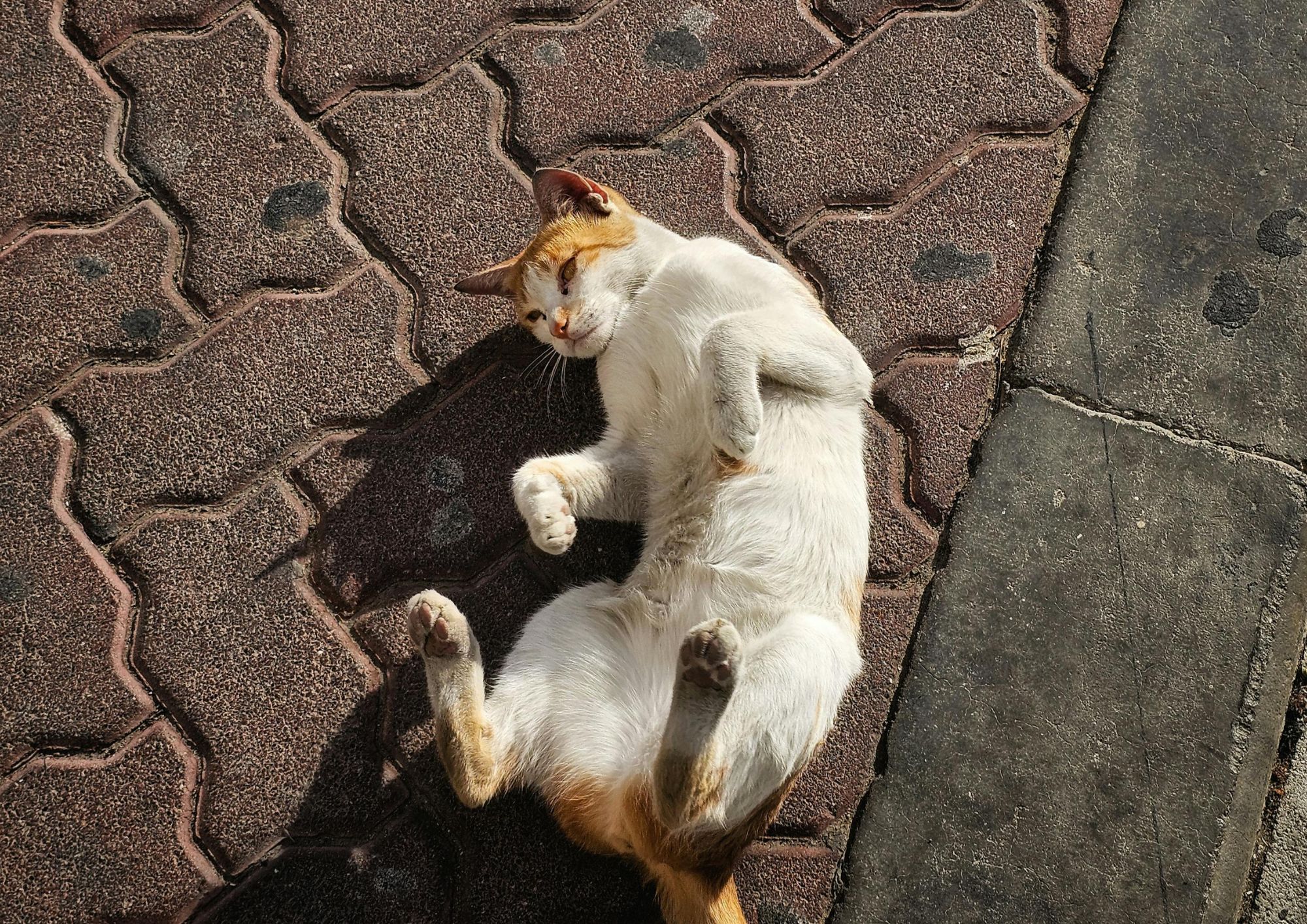 Gatto in amore e odori in giardino: perché succede e come evitare le puzze