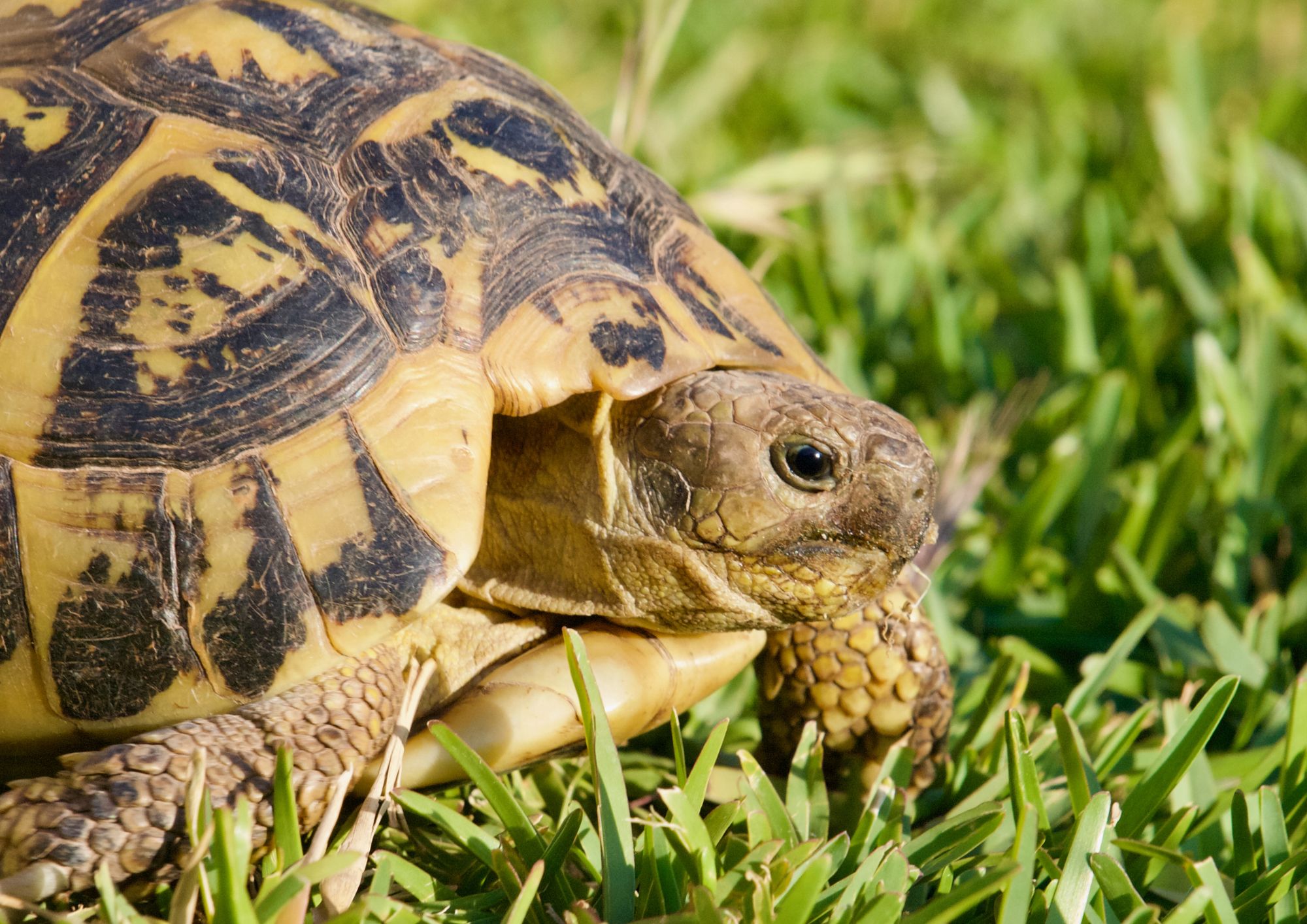 Tartarughe in casa: cosa dice la legge e come prendersene cura