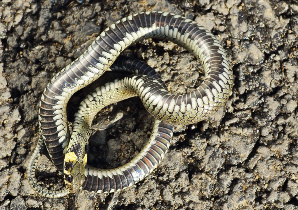 La tanatosi: quando gli animali fingono di essere morti per sopravvivere